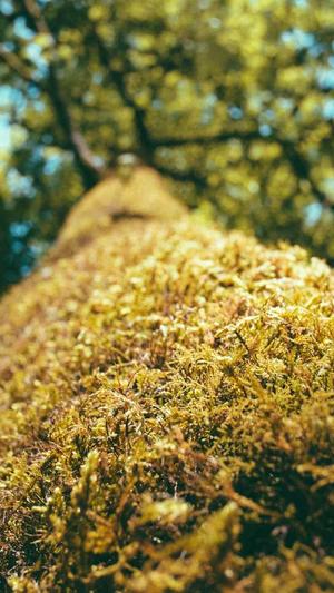 黑料吃瓜在线永久截图3