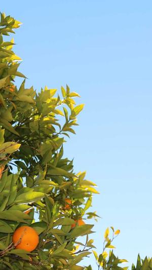 51吃瓜热心截图5