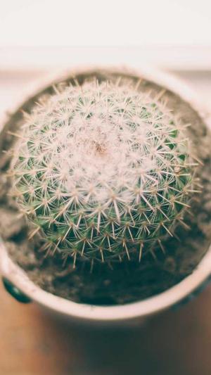 黑瓜吃料网截图1