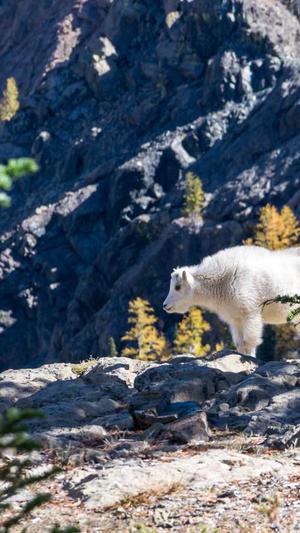 娱乐圈黑料最多的女人截图2