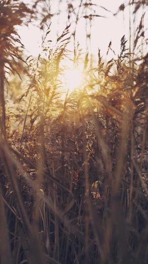 黑料正能量导航so截图3