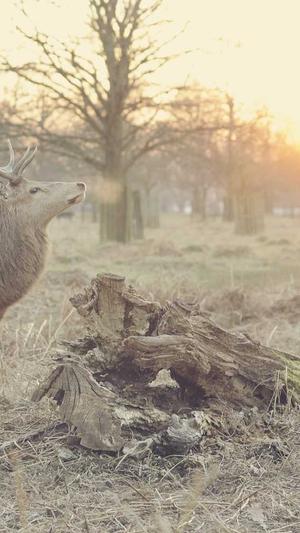 155.fun.黑料网截图1